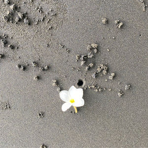 Meet your Posher, Belle